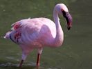 Lesser Flamingo (WWT Slimbridge July 2013) - pic by Nigel Key